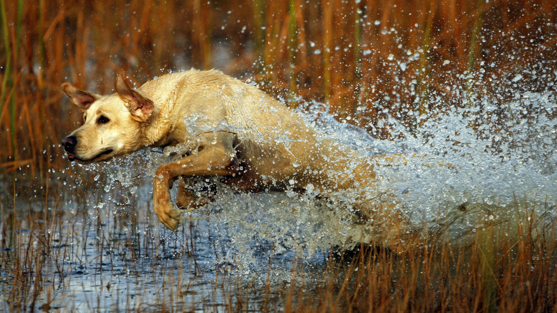 Fondo de pantalla perro saliendo del agua