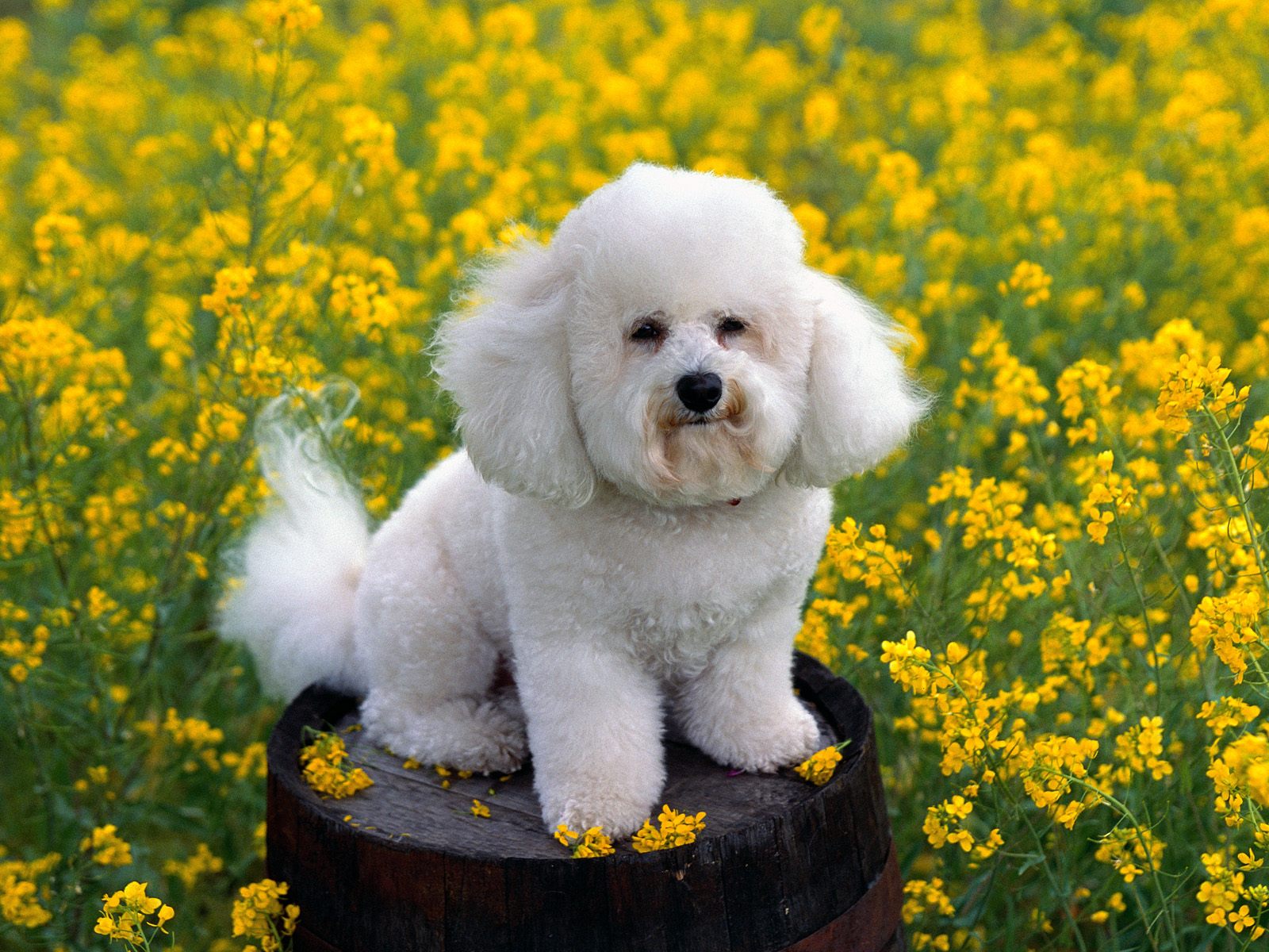 Fondo de pantalla perro sentado en barril