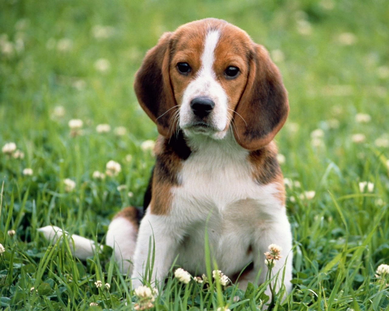 Fondo de pantalla perro solo en jardin