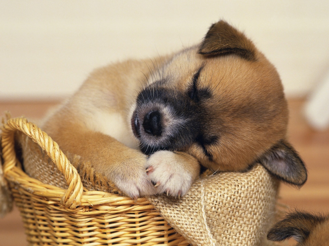 Fondo de pantalla perro tierno