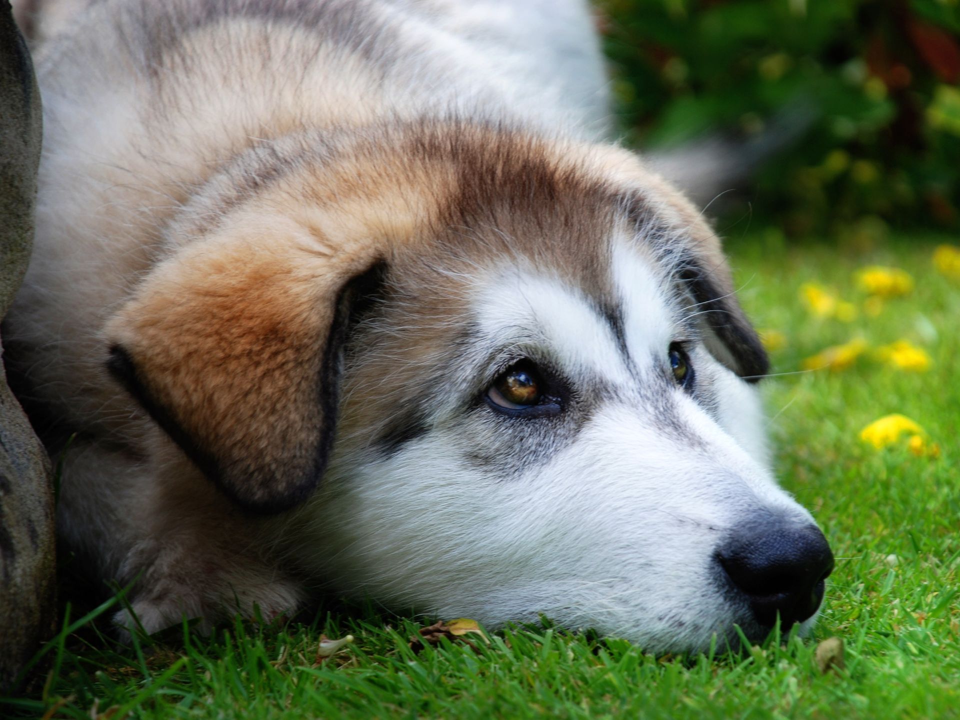 Fondo de pantalla perro triste
