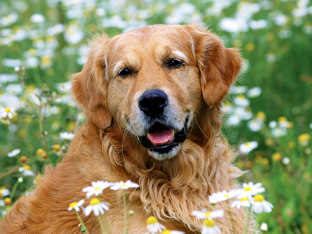 Fondo de pantalla perro viejo
