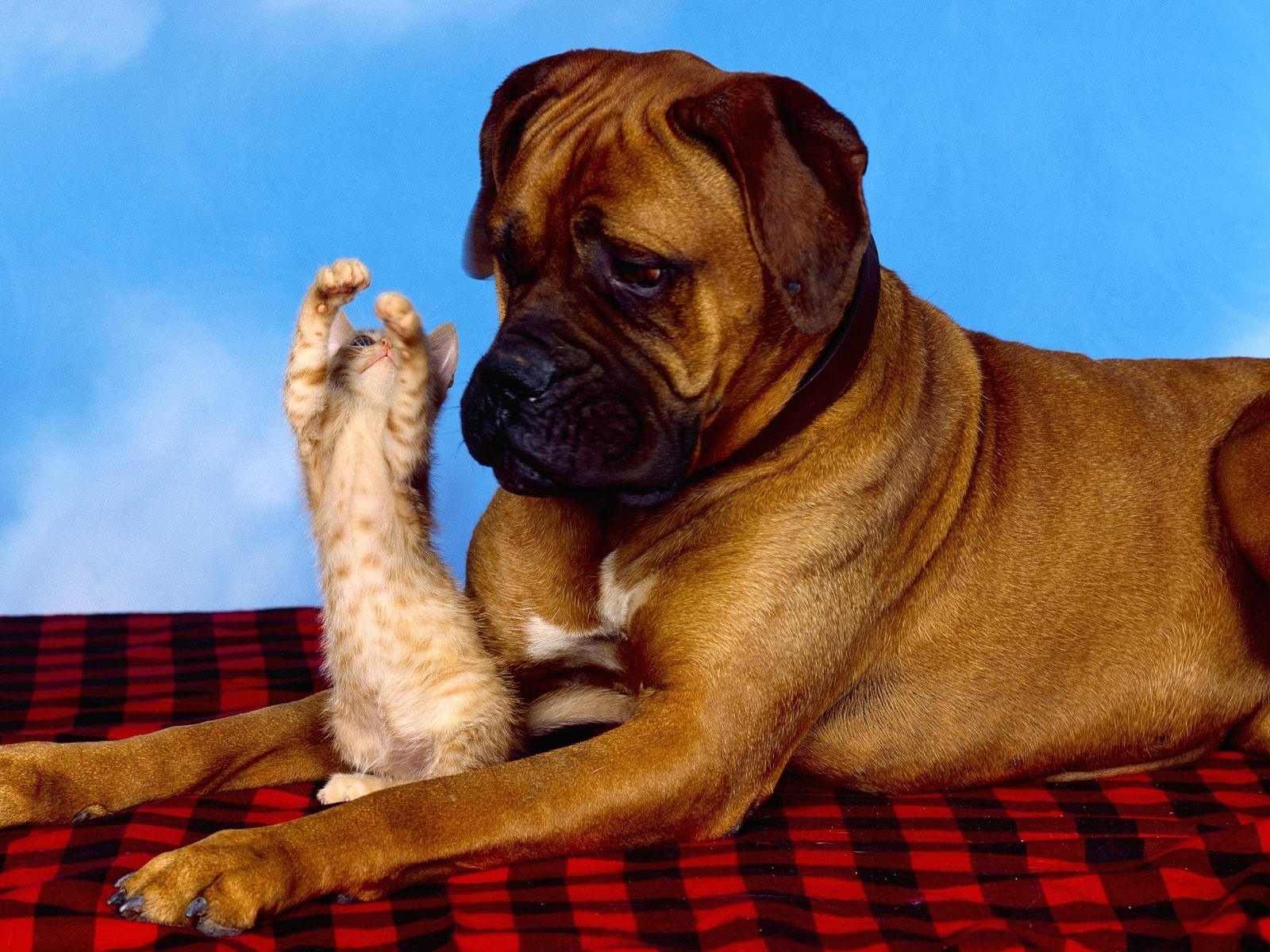 Fondo de pantalla perro viendo a un gato