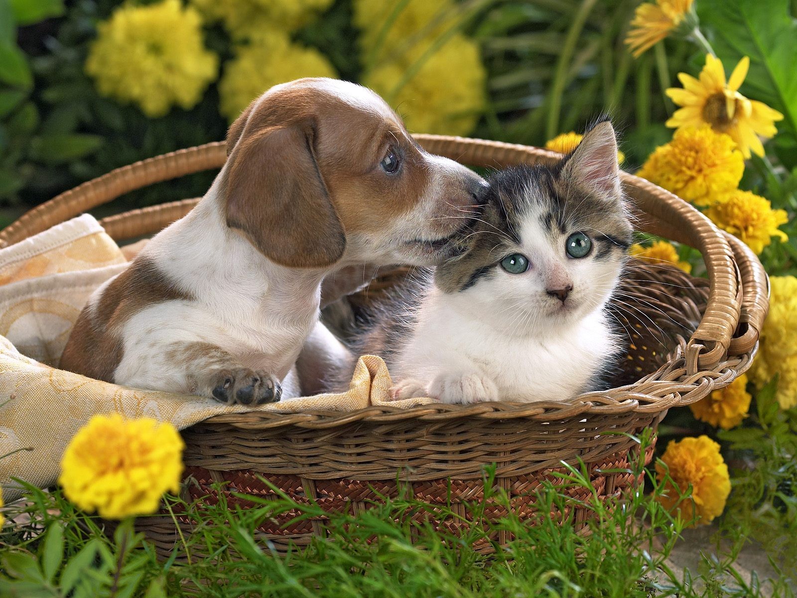 Fondo de pantalla perro y gato en canasta