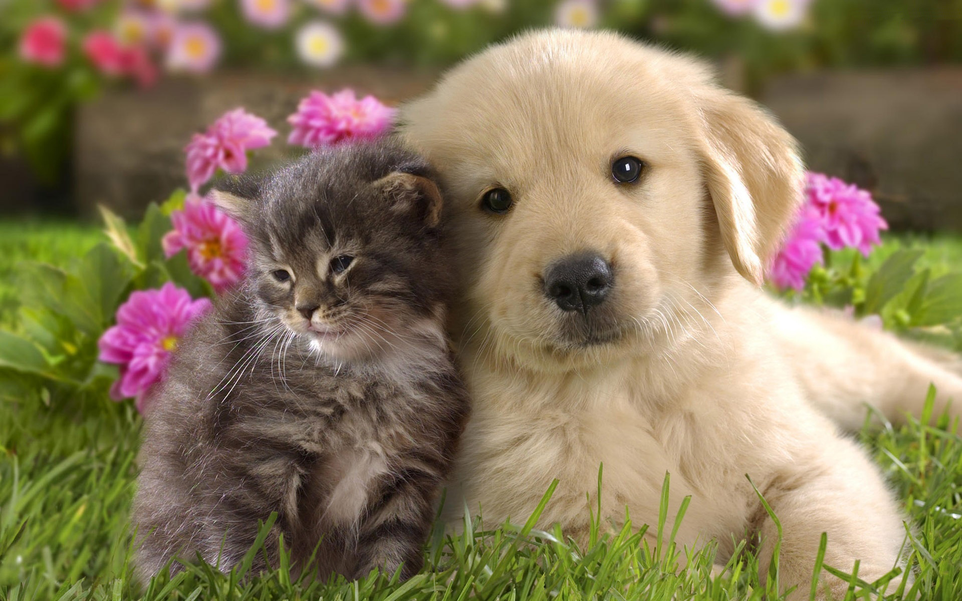 Fondo de pantalla perro y gato juntos