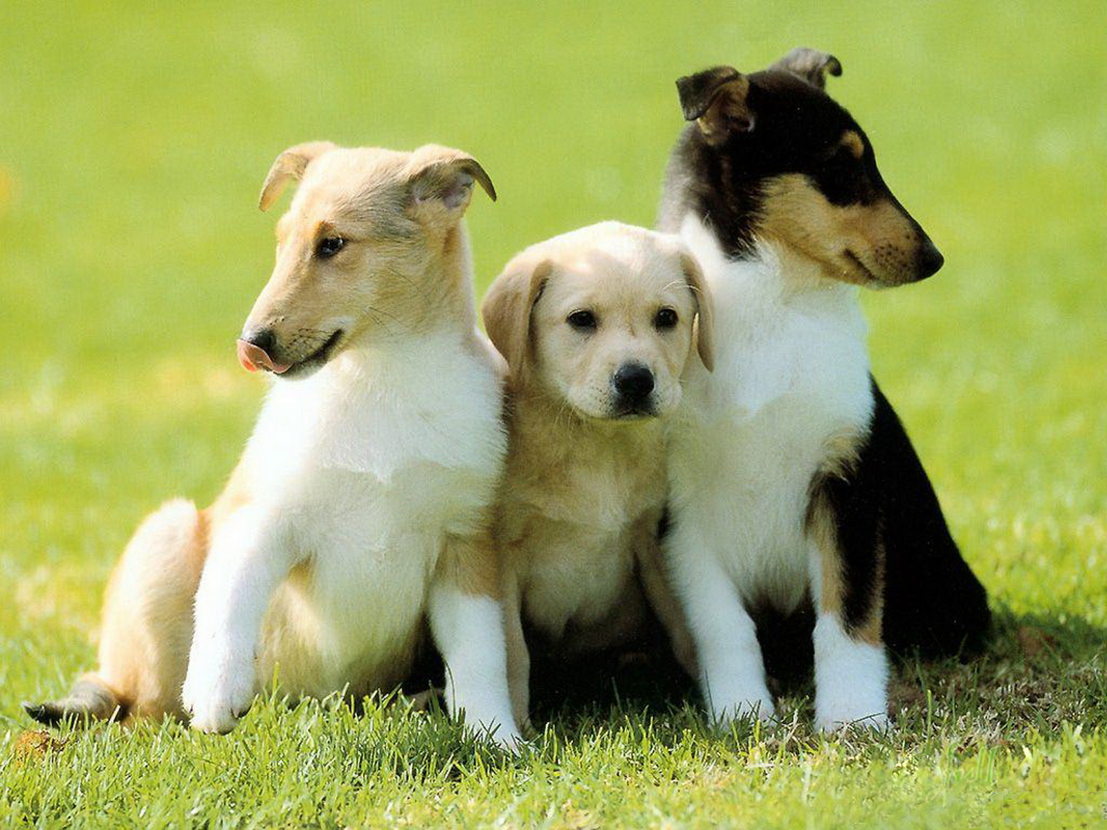 Fondo de pantalla perros amigos
