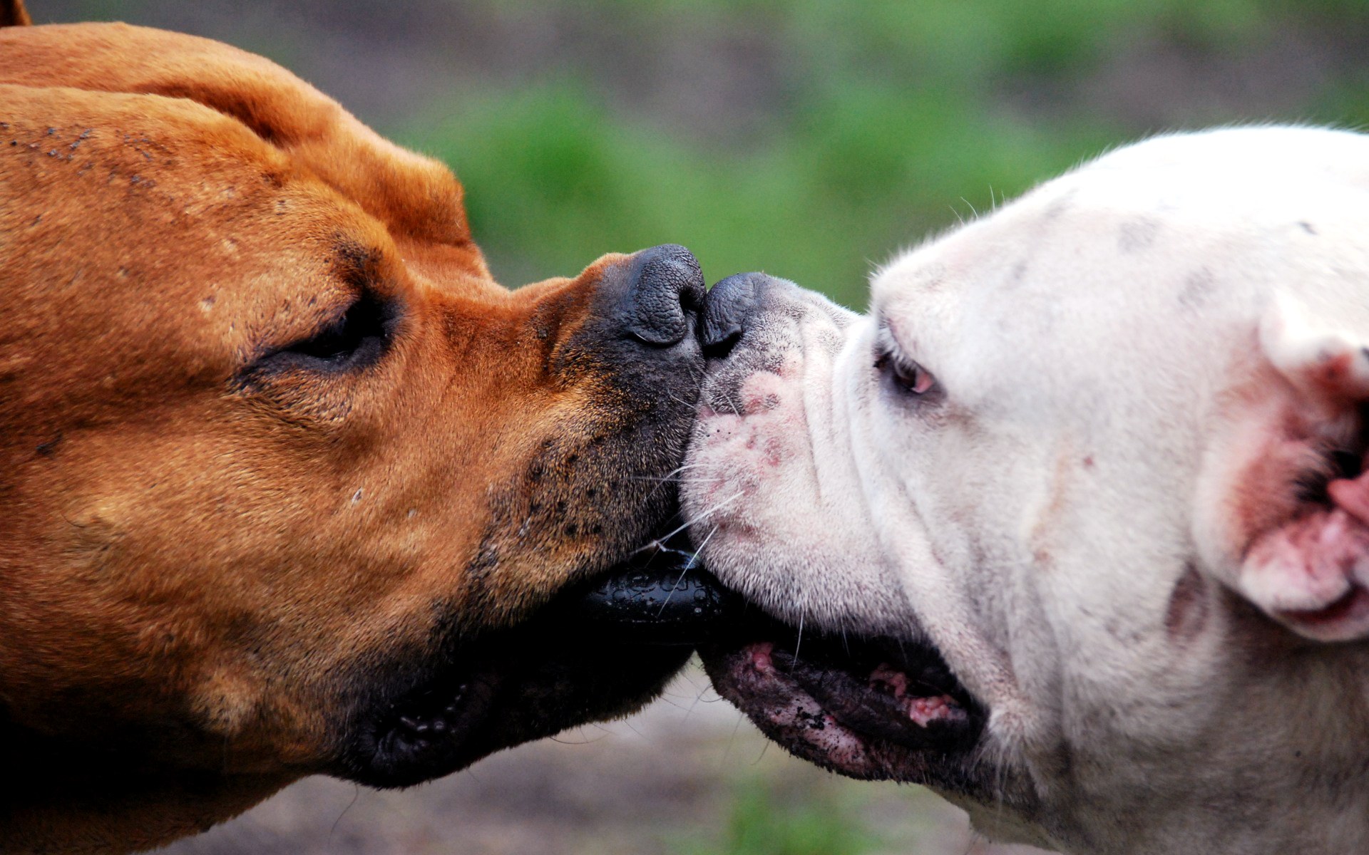 Perros pit bull nariz con nariz - Wallpaper 4K calidad