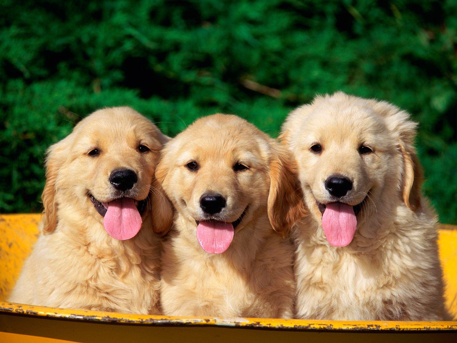Tiernos cachorros dorados - Wallpaper en alta calidad 4K