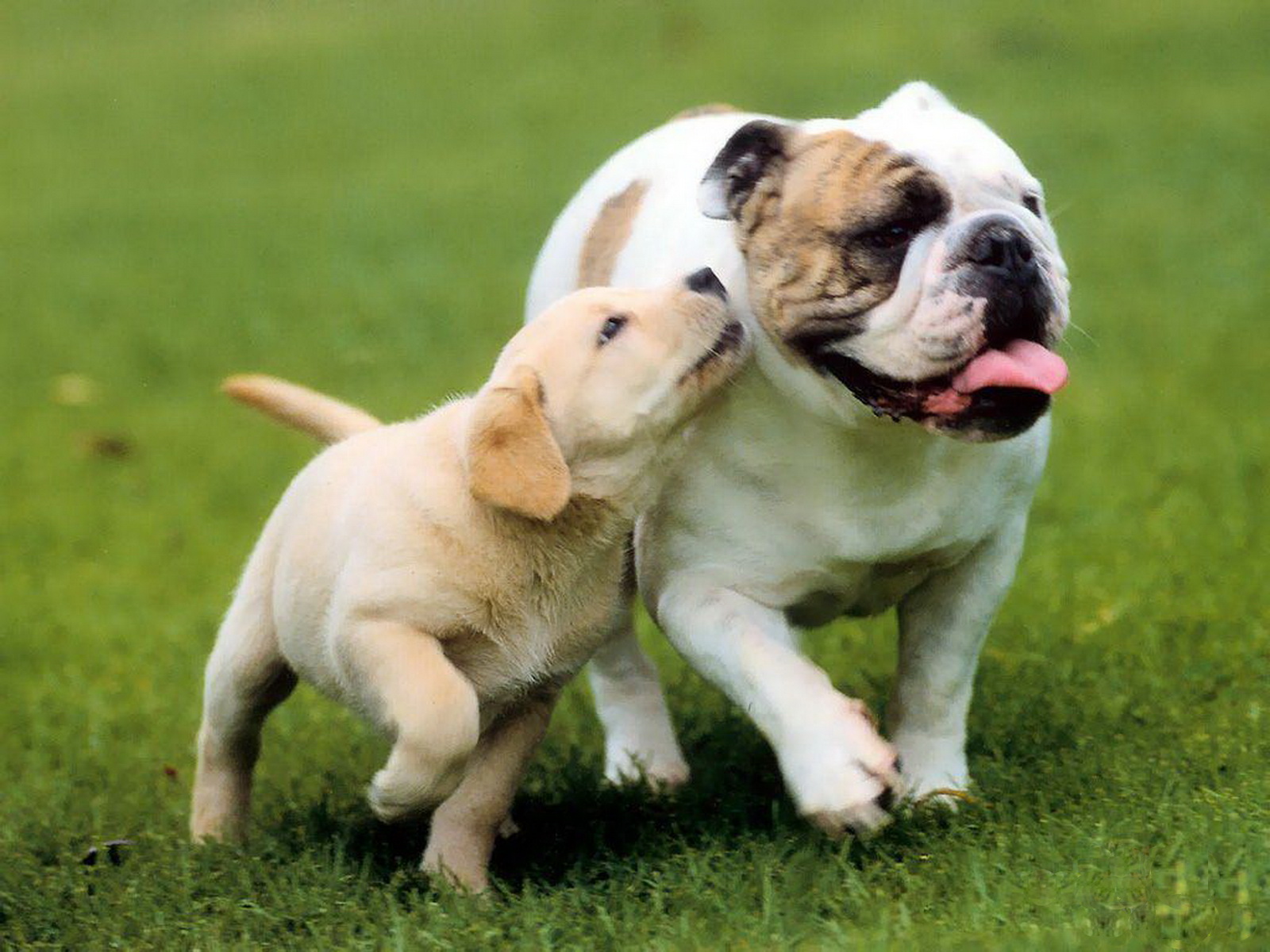 Fondo de pantalla perros corriendo en jardin