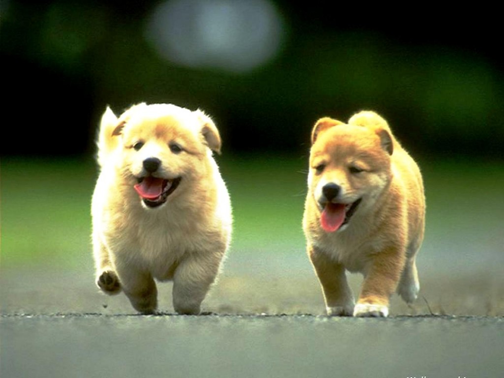 Fondo de pantalla perros corriendo en la calle