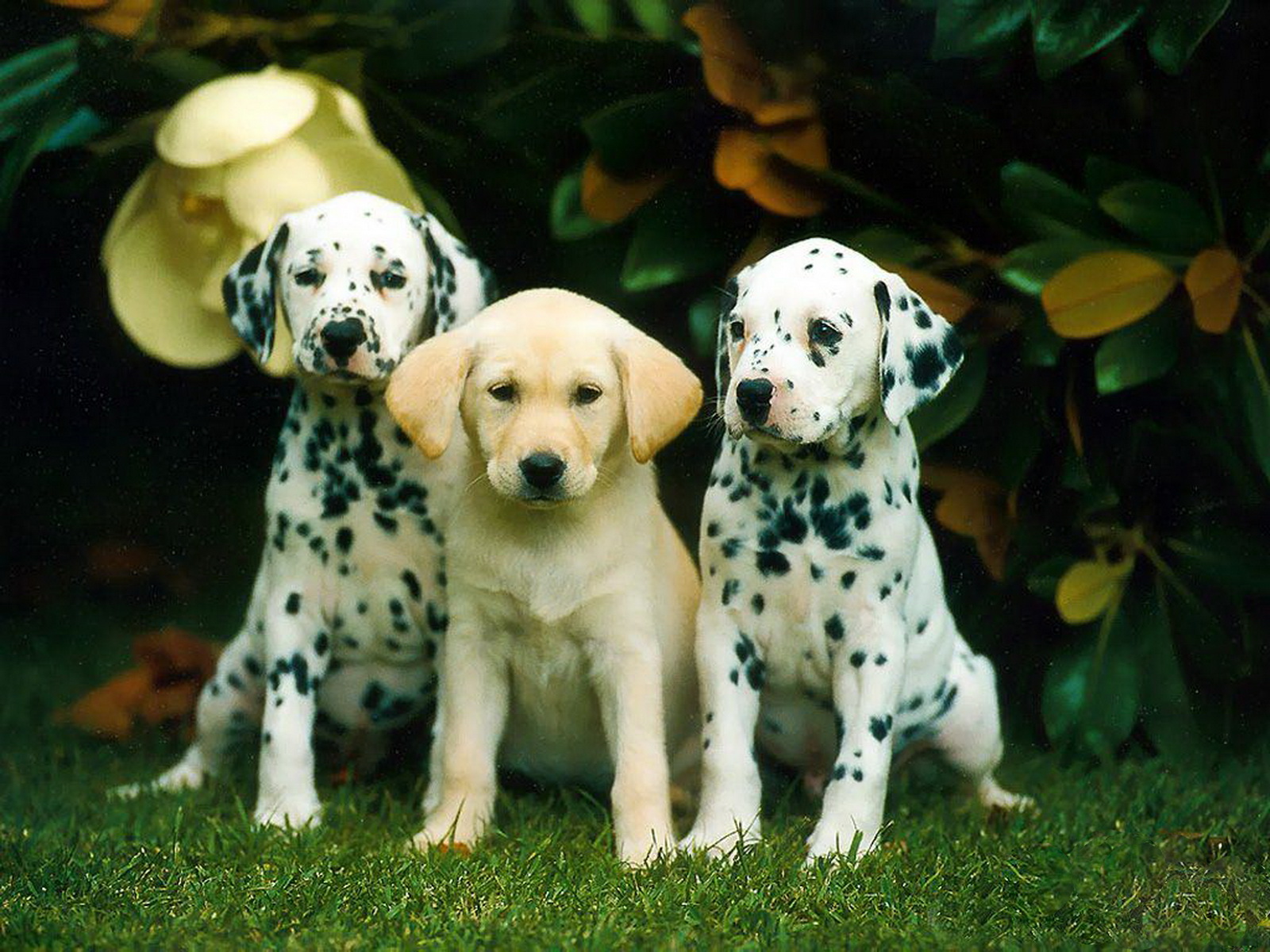 Fondo de pantalla perros dalmatas