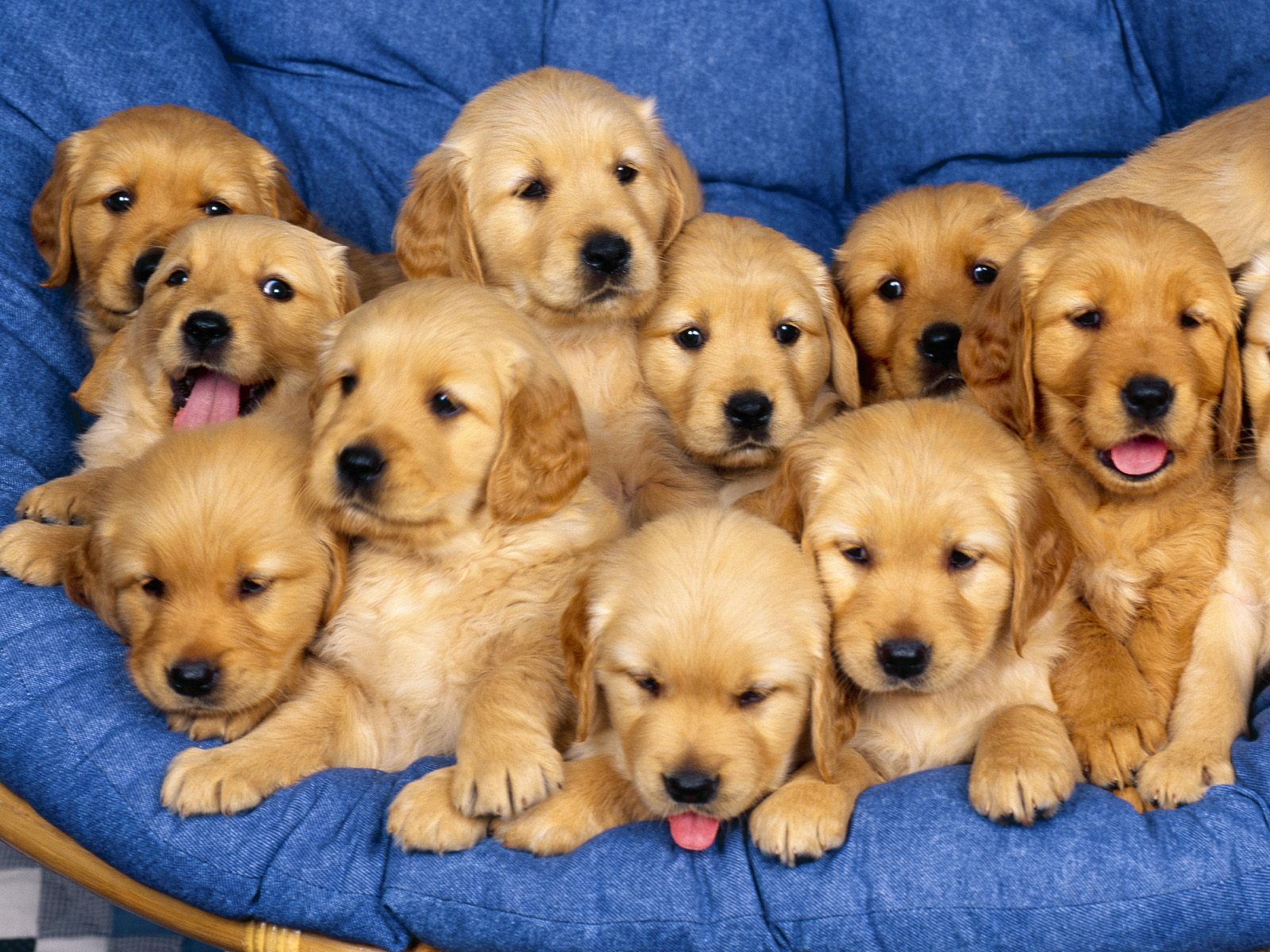 Fondo de pantalla perros hermosos