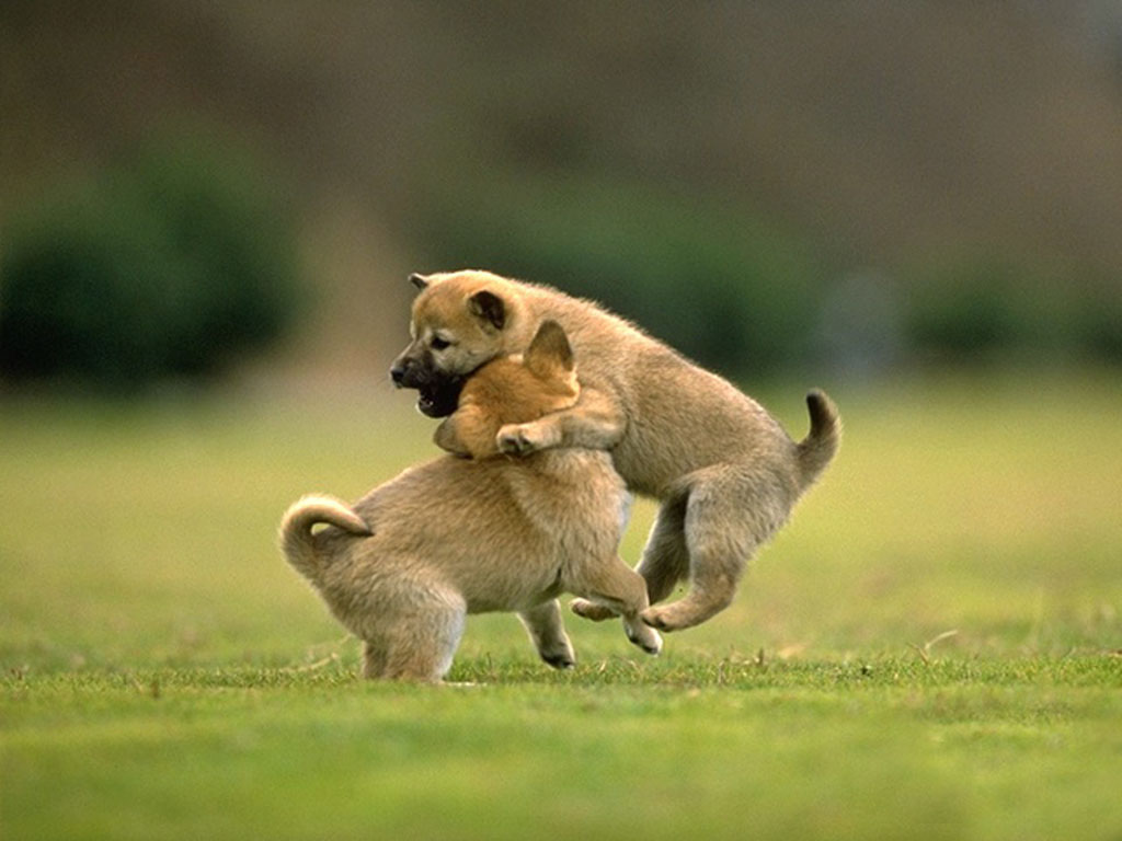 Fondo de pantalla perros jugando