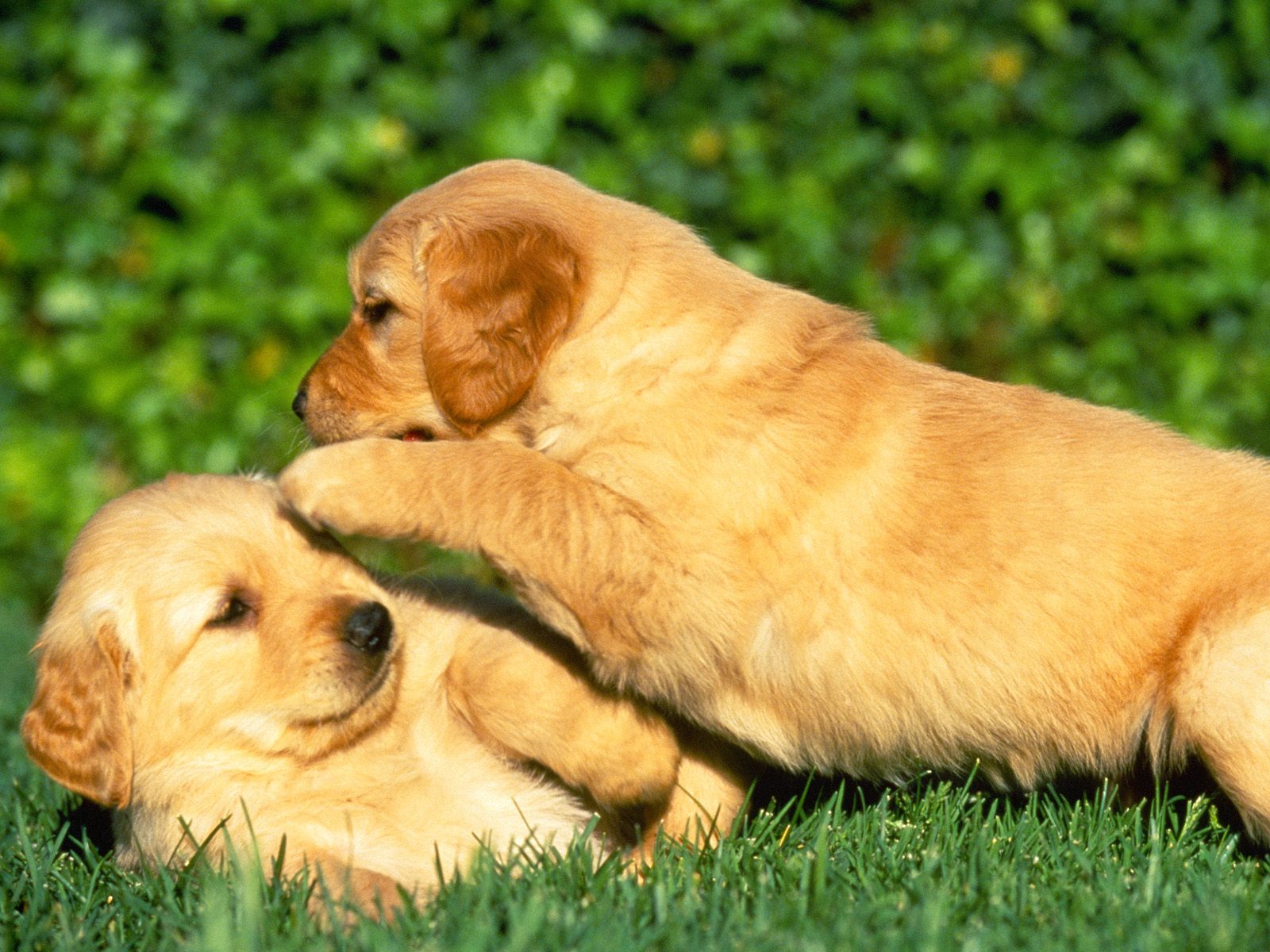Fondo de pantalla perros jugando en cesped
