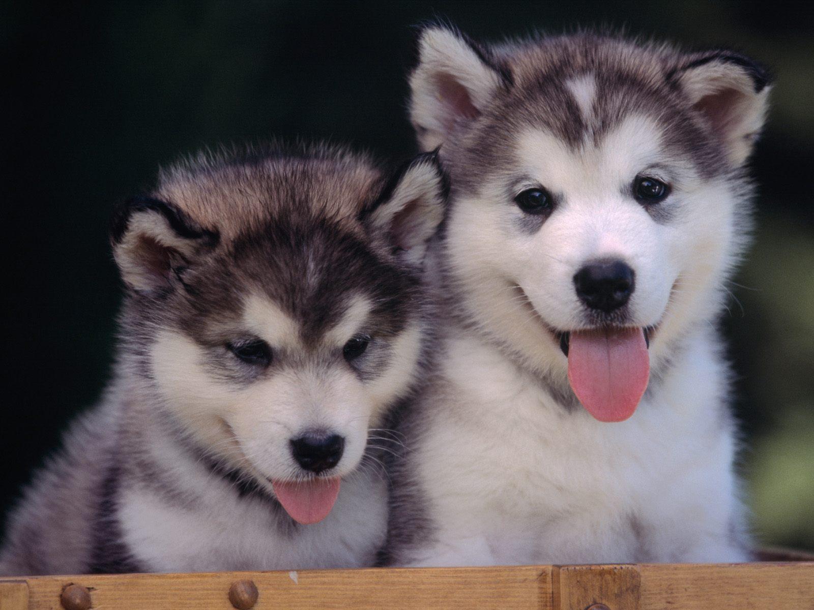 Fondo de pantalla perros siverianos bebes