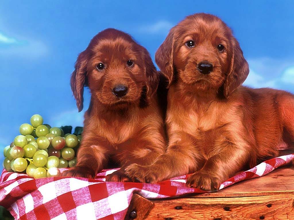 Fondo de pantalla perros tristes