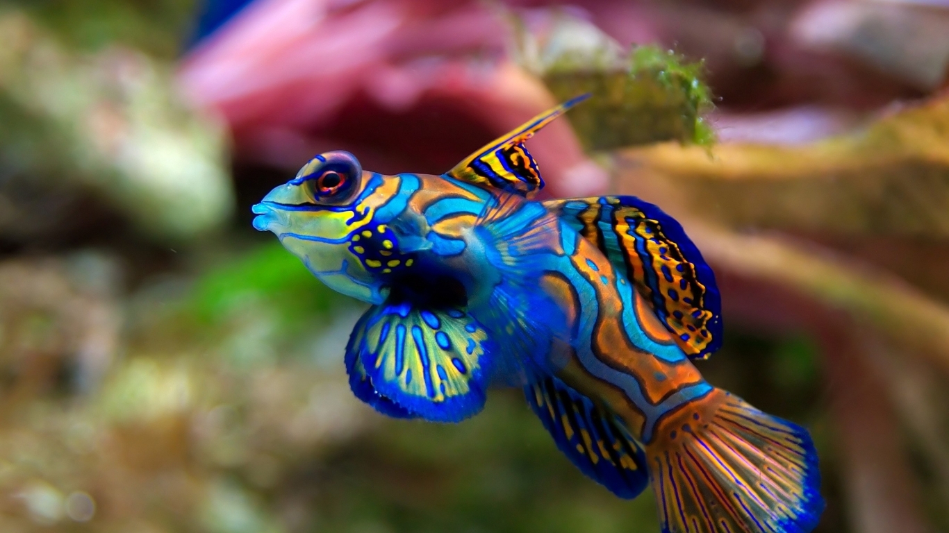 Fondo de pantalla pescado colorido