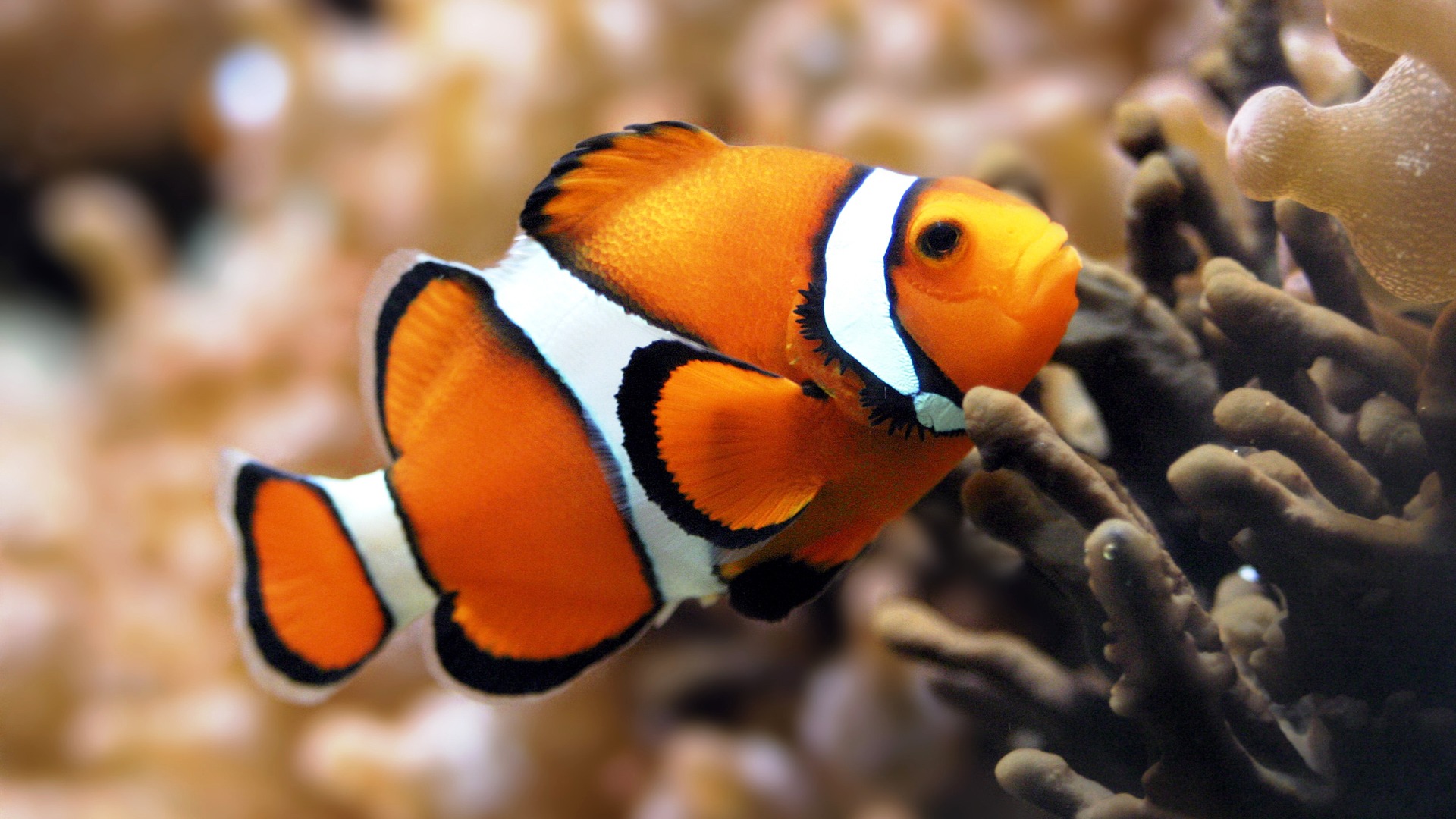 Fondo de pantalla pescado nemo