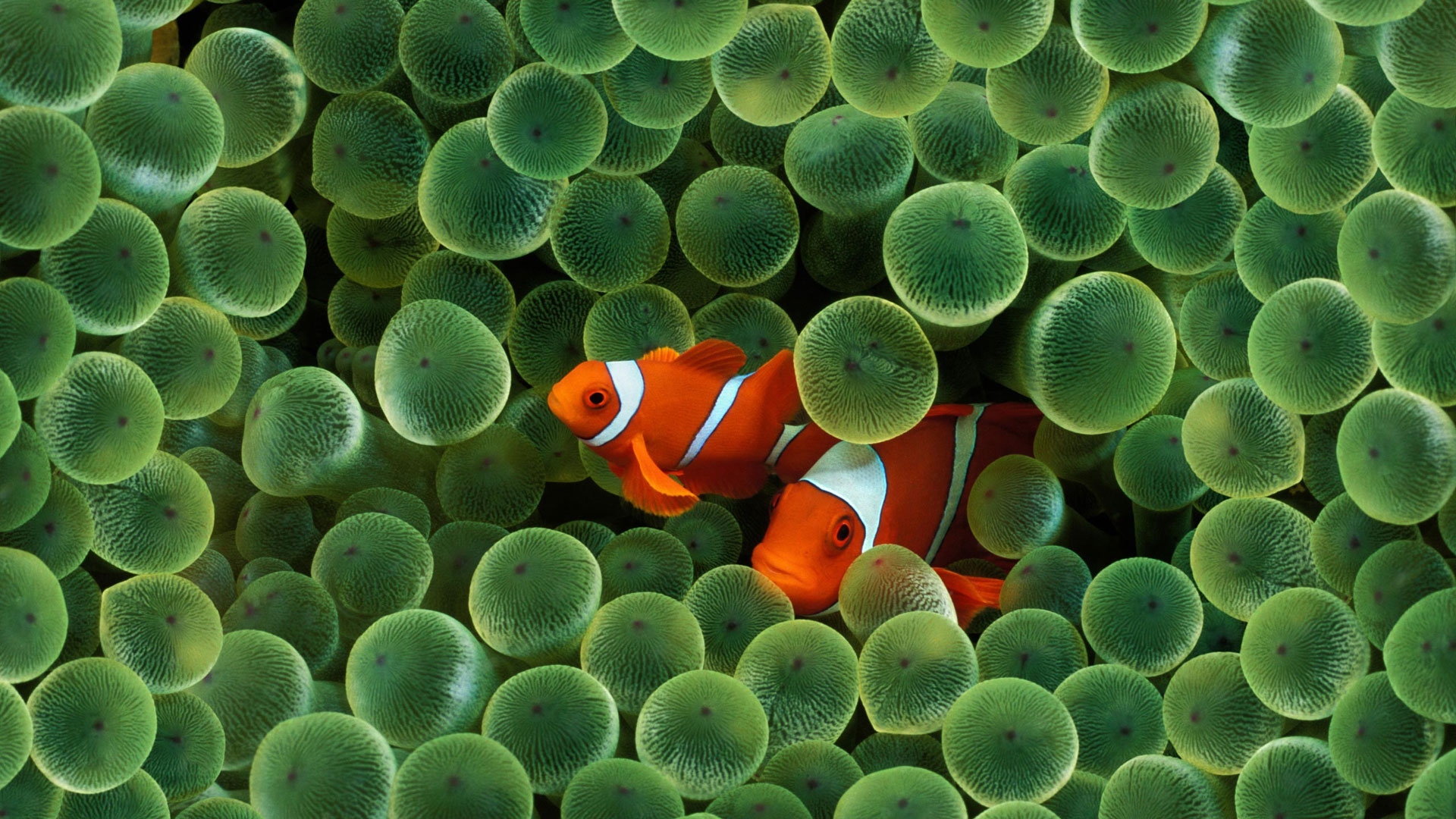 Fondo de pantalla pescados anaranjado