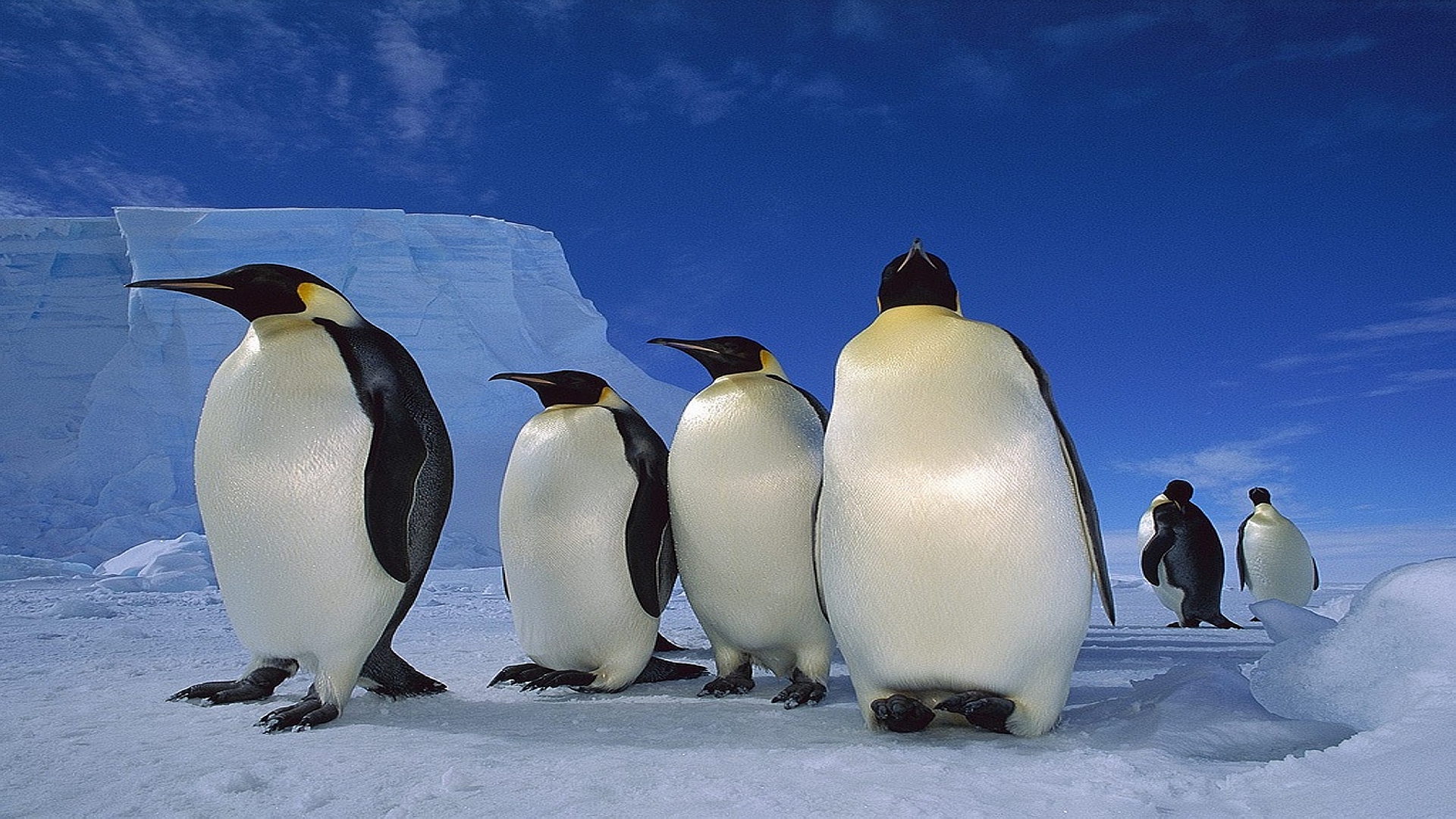 Fondo de pantalla pinguinos caminando