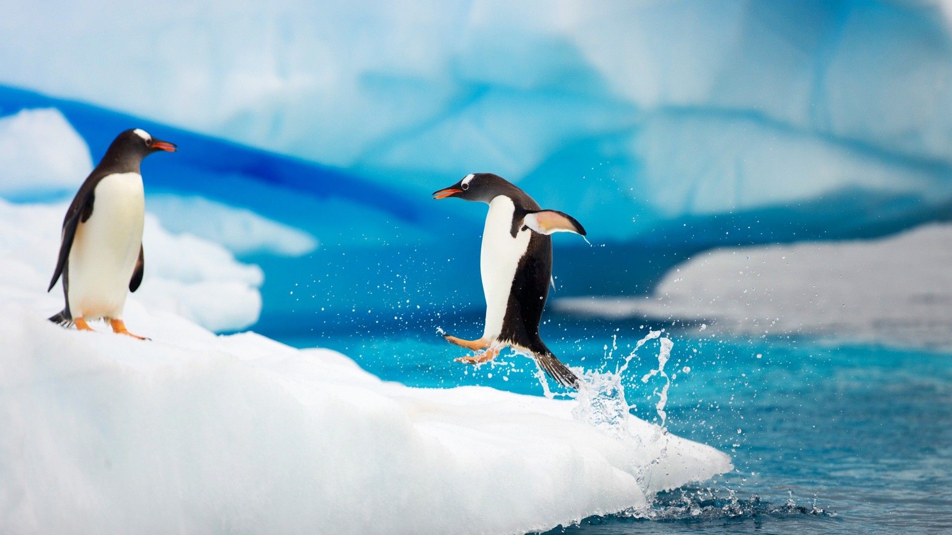 Fondo de pantalla pinguinos jugando