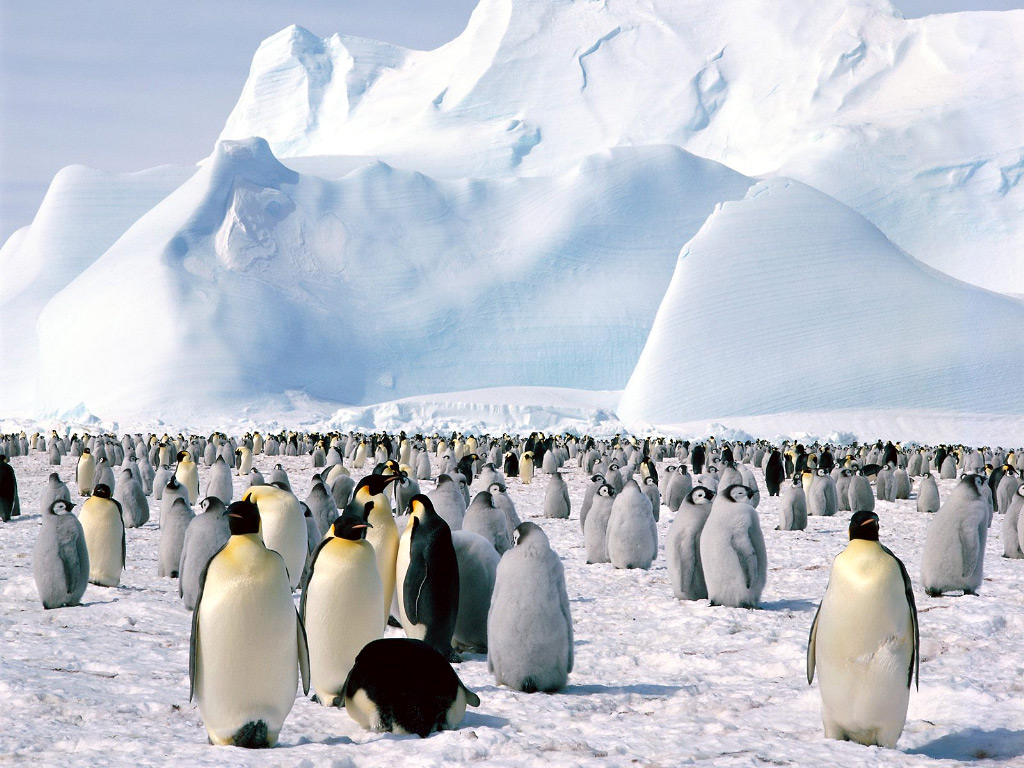 Fondo de pantalla pinguinos observando