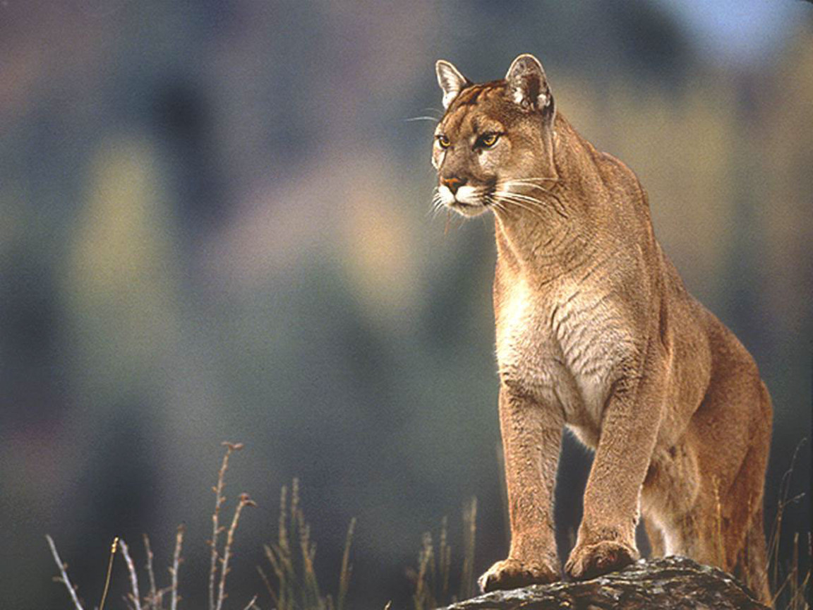 Fondo de pantalla puma cazando