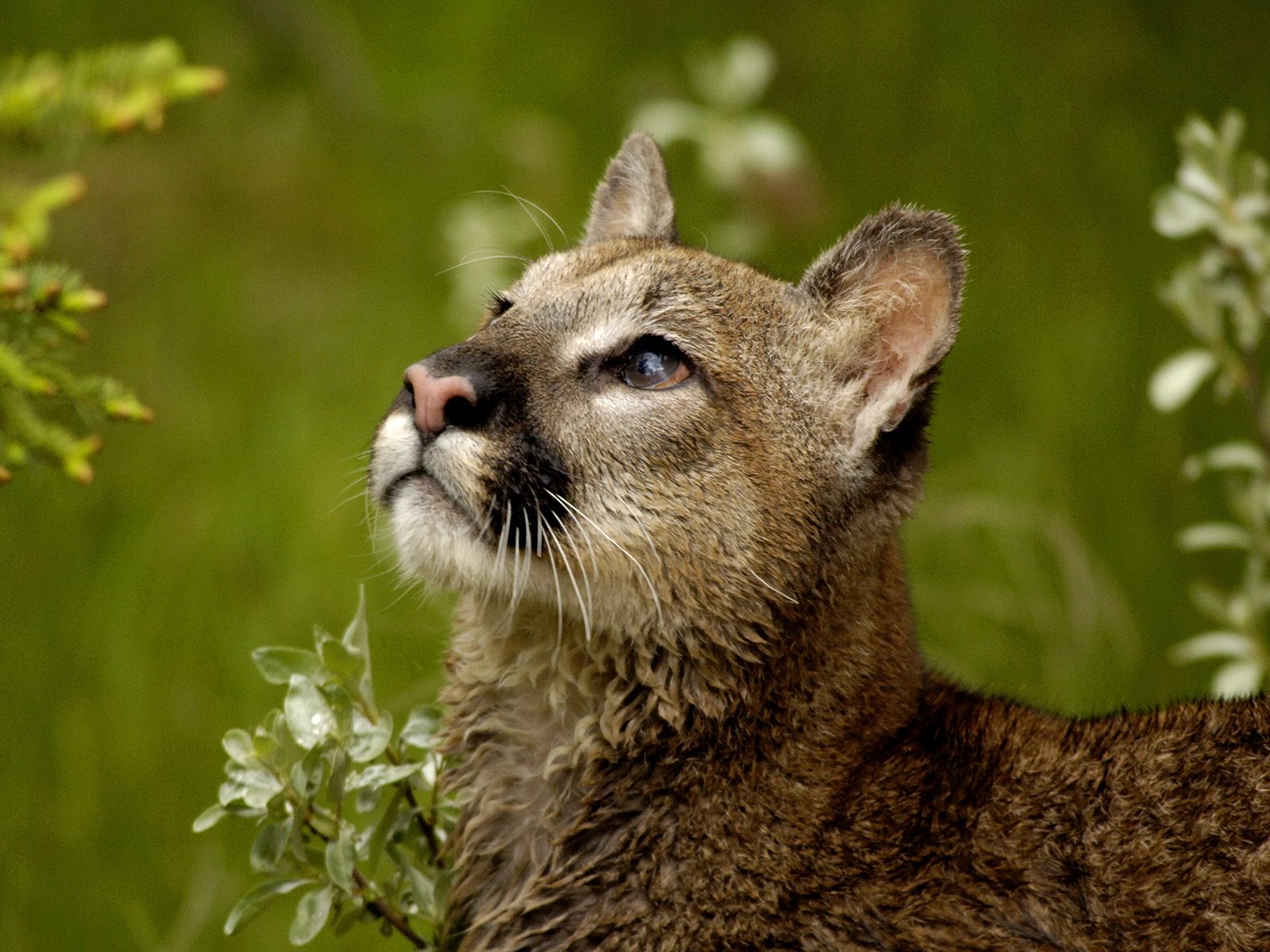 Puma en alta calidad: impresionante fondo de pantalla 4K
