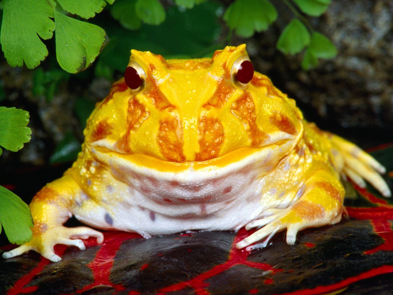 Fondo de pantalla rana amarilla