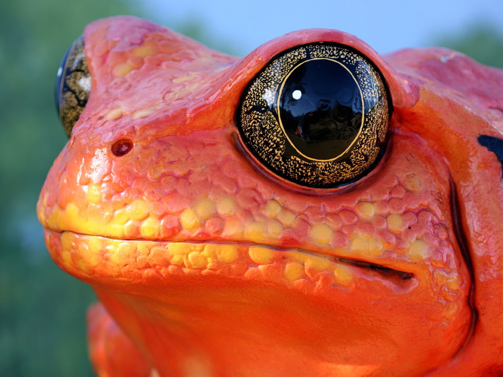 Fondo de pantalla rana con ojos brillantes