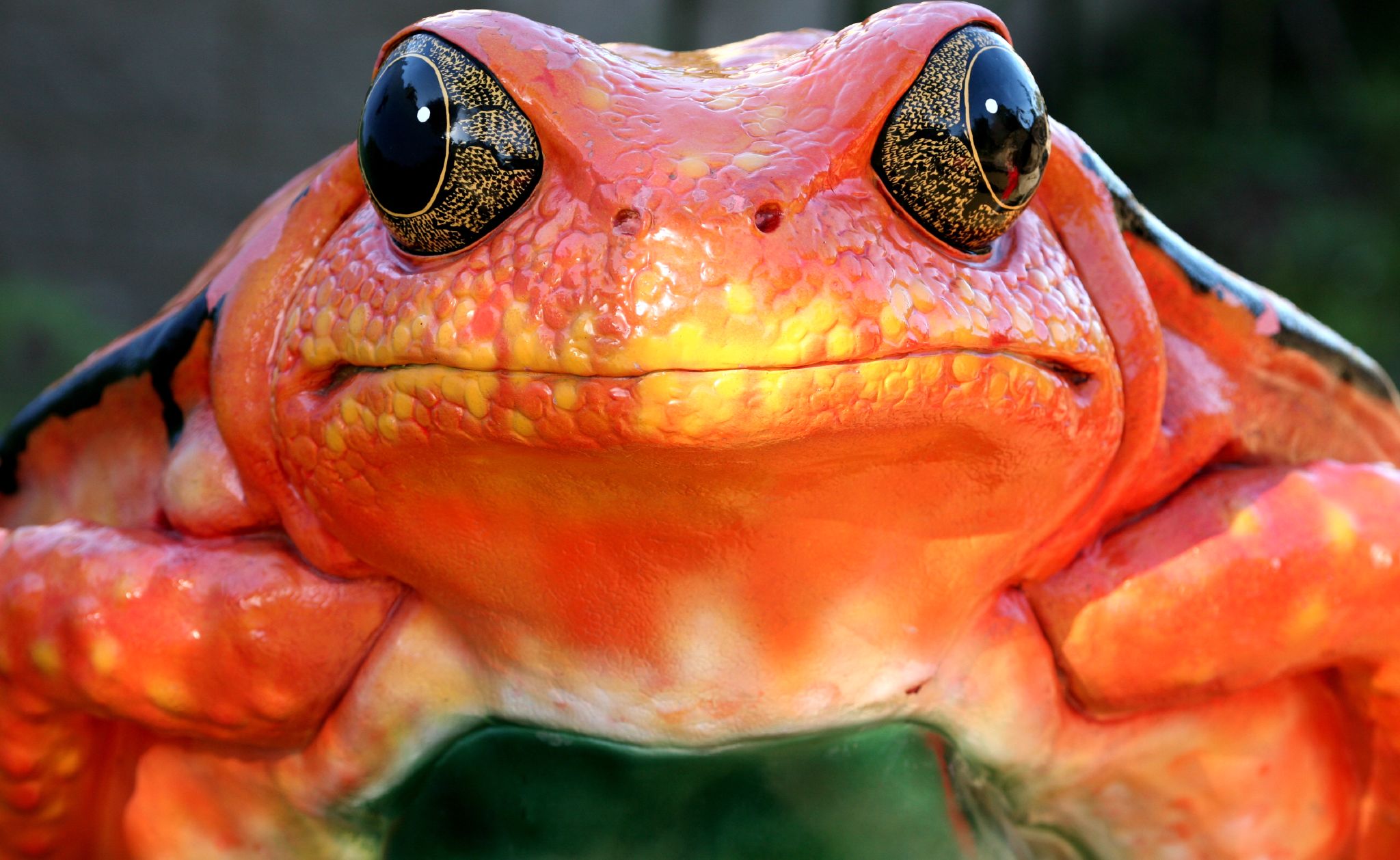 Fondo de pantalla rana naranja