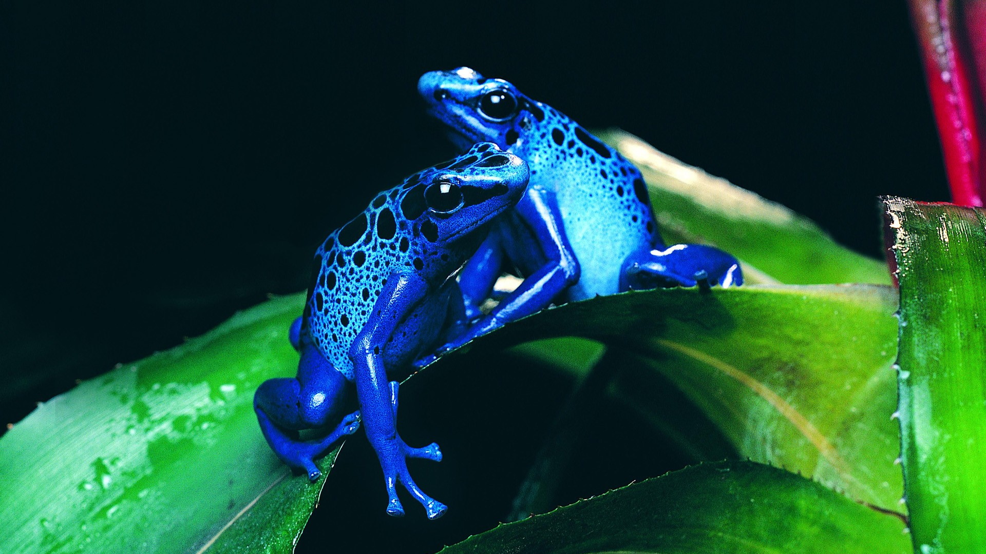 Fondo de pantalla ranas azules jugando