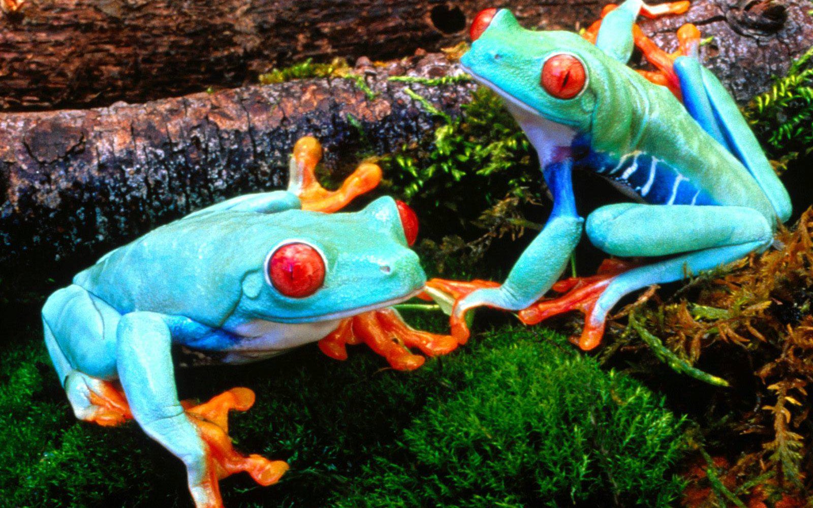 Fondo de pantalla ranas celestes