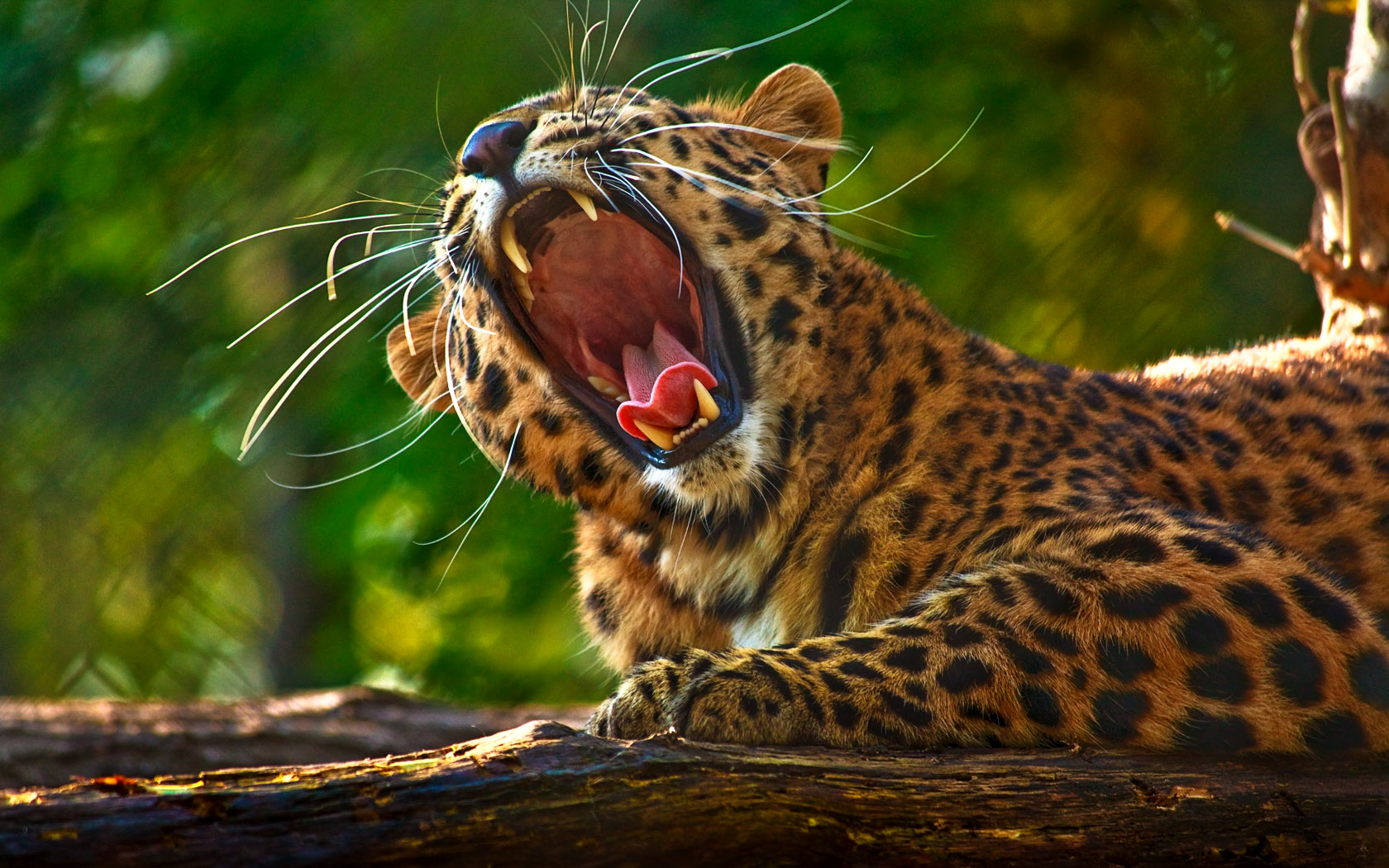 Leopardo rugiendo en alta calidad, fondo 4K impresionante