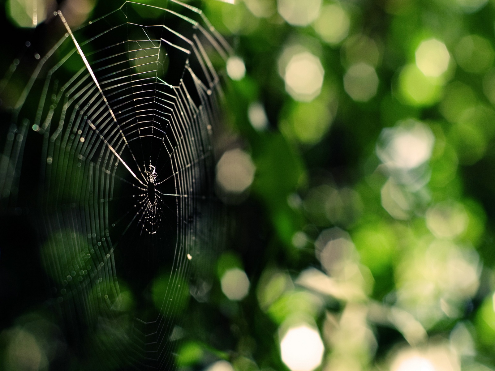 Fondo de pantalla telaraña