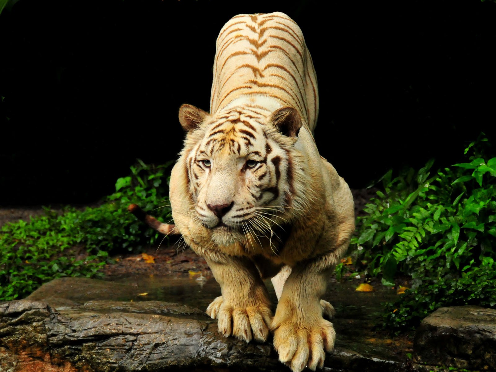 Fondo de pantalla tigre bengala