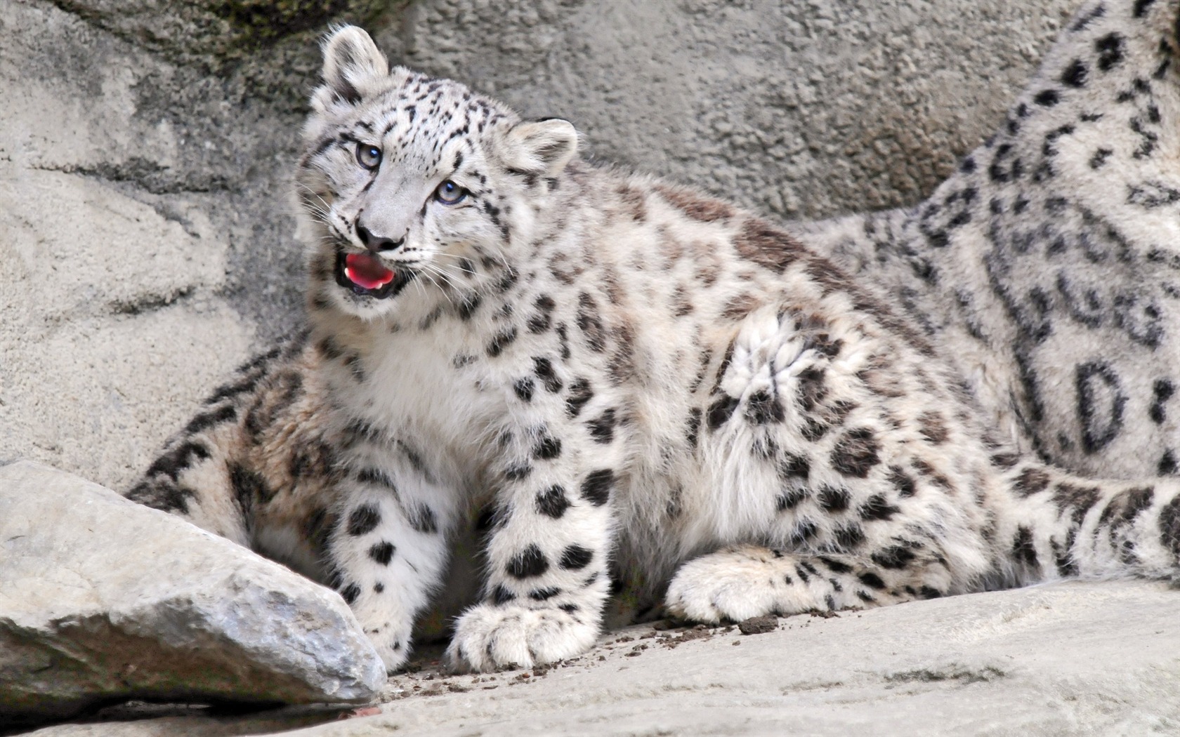 Leopardo de las nieves en 4K: fondo de pantalla HD.
