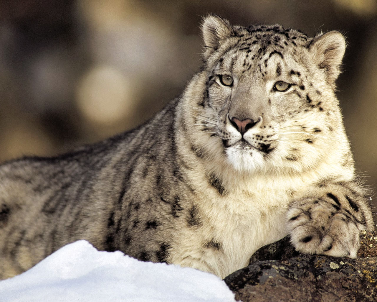 Leopardo de las nieves en alta calidad 4K wallpaper