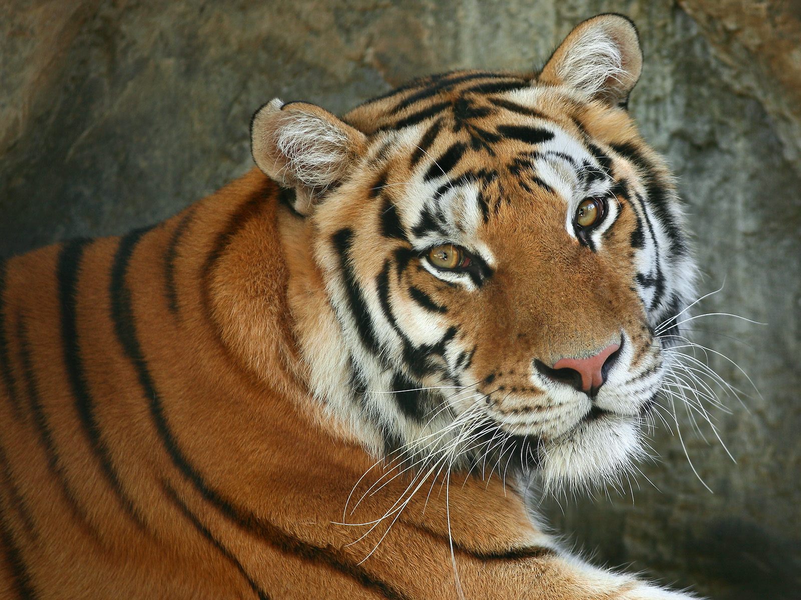 Fondo de pantalla tigre bonito