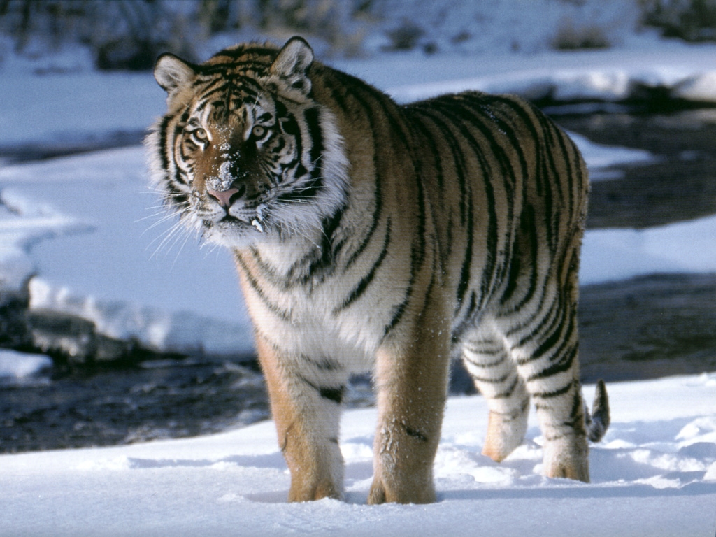 Fondo de pantalla tigre caminando