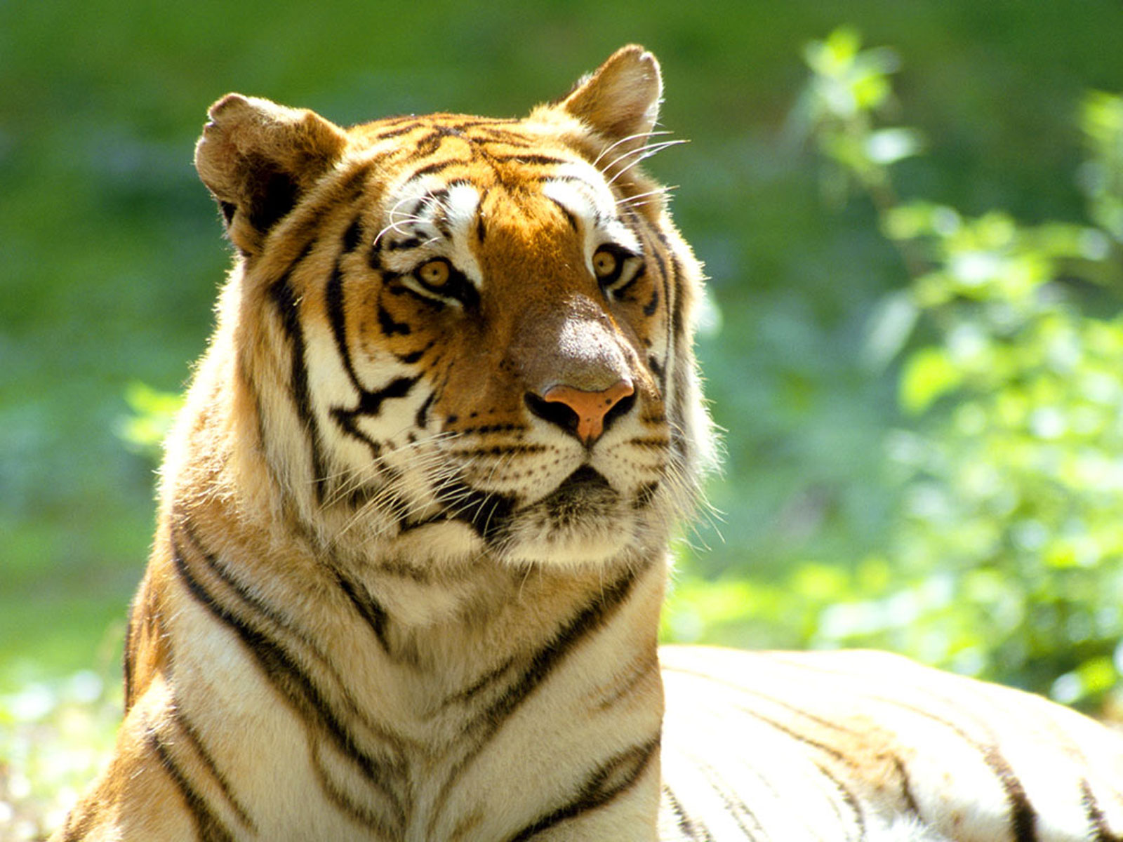 Tigre majestuoso en alta calidad para fondos 4K