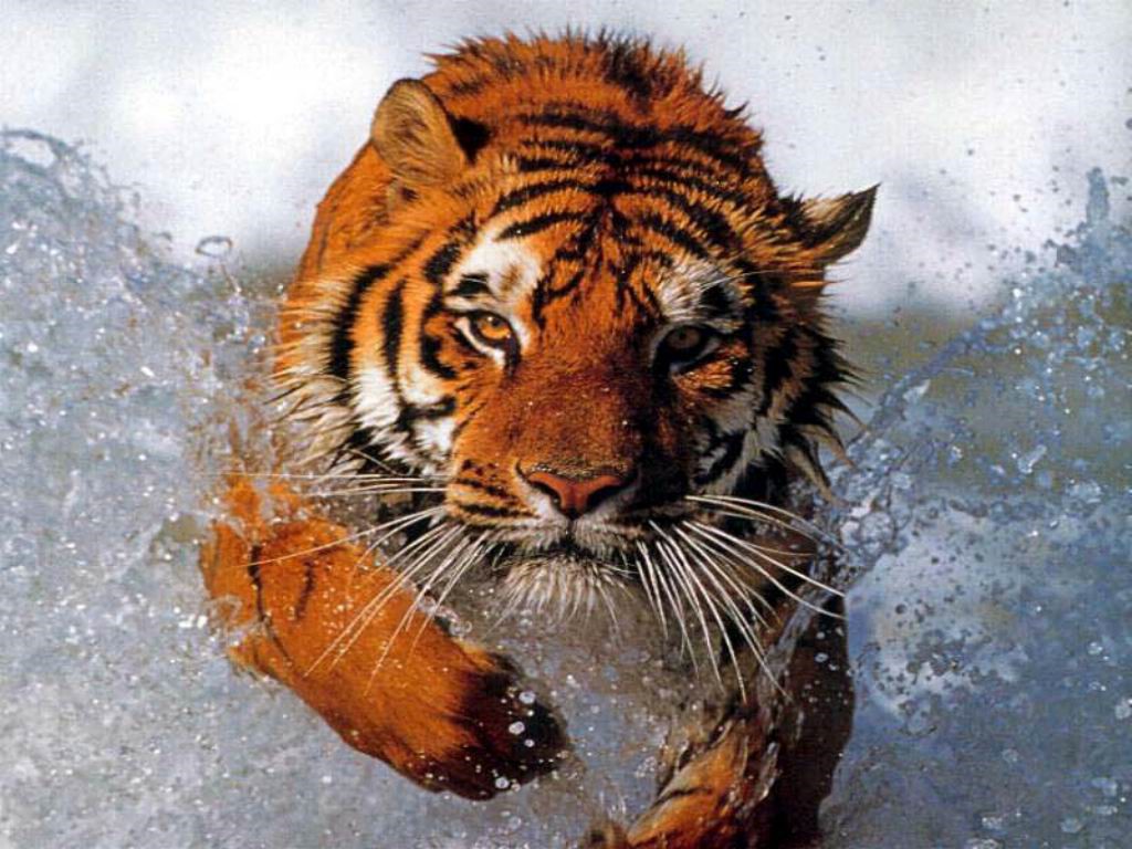 Tigre majestuoso en acción - Wallpaper 4K alta calidad