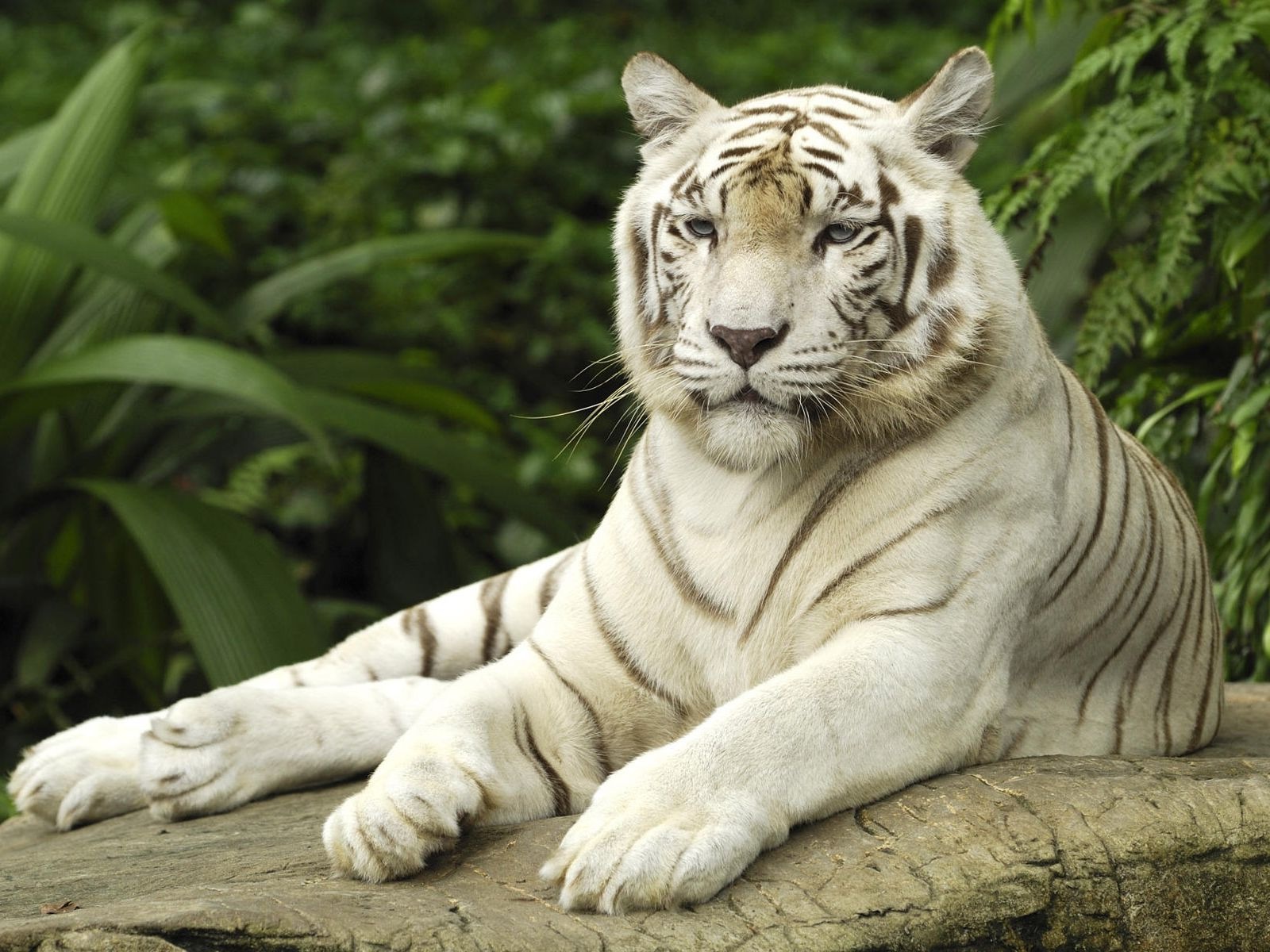 Fondo de pantalla tigre de bengala descansando