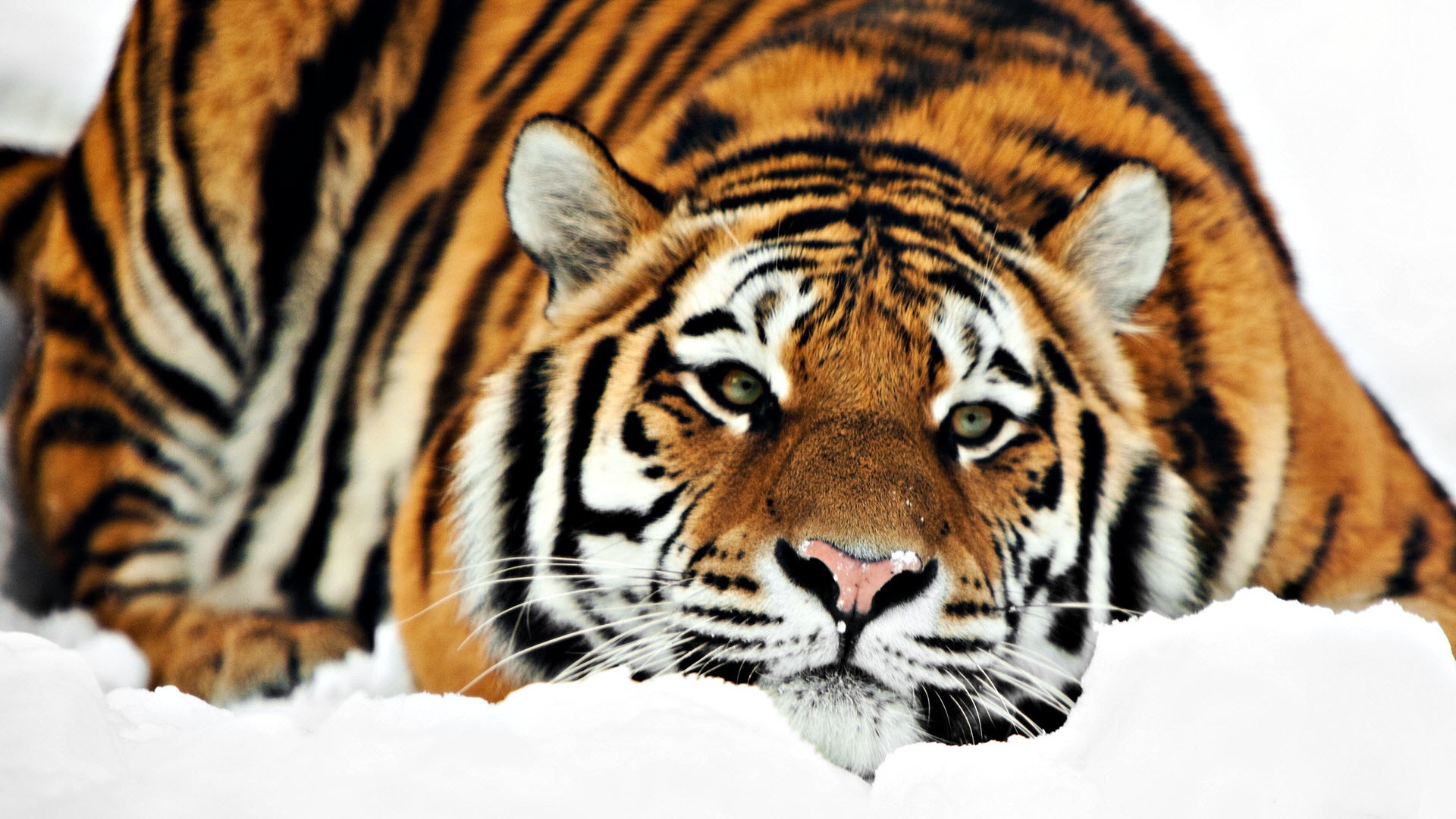 Fondo de pantalla tigre en reposo
