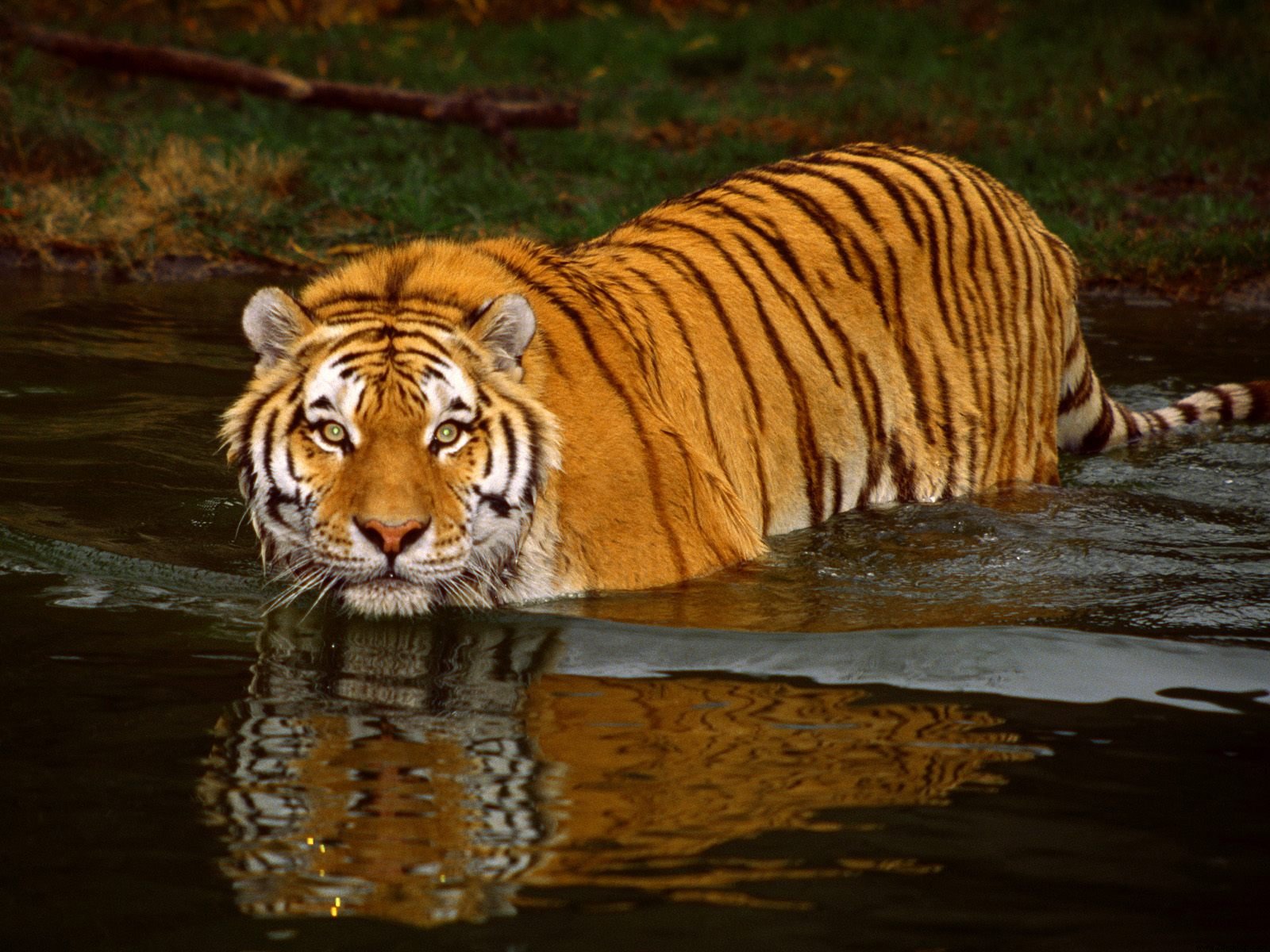 Fondo de pantalla tigre entrando al agua