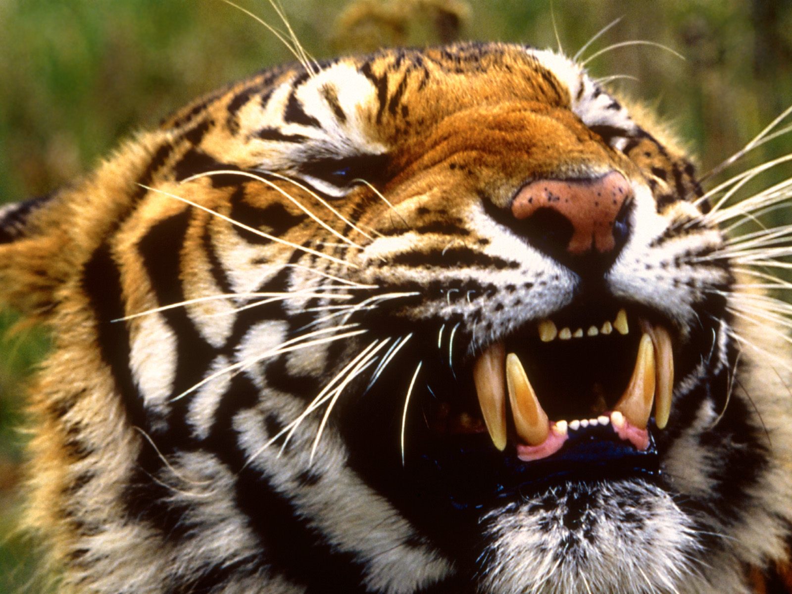 Tigre rugiendo en alta calidad para empapelar tu 4K