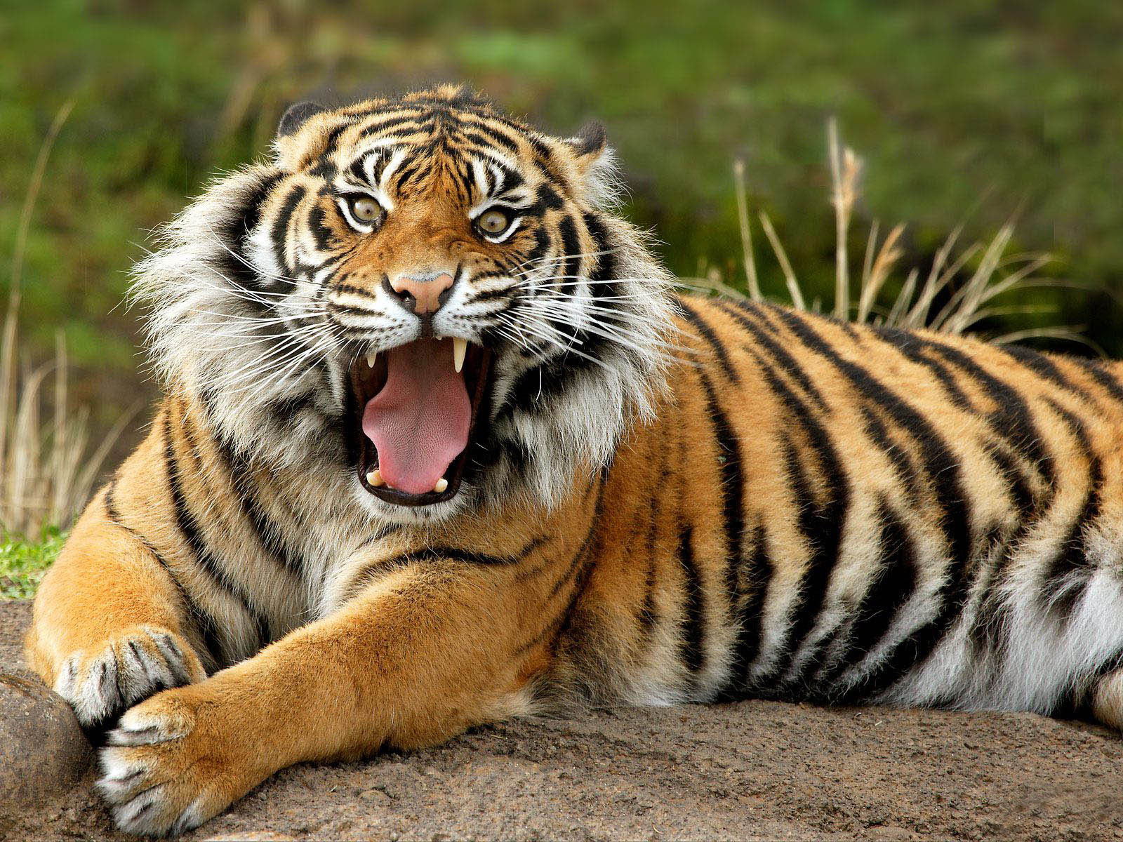 Fondo de pantalla tigre viejo enojado