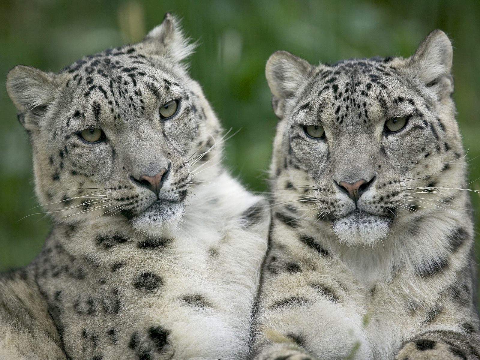 Leopardos de nieve en alta calidad - Wallpaper 4K