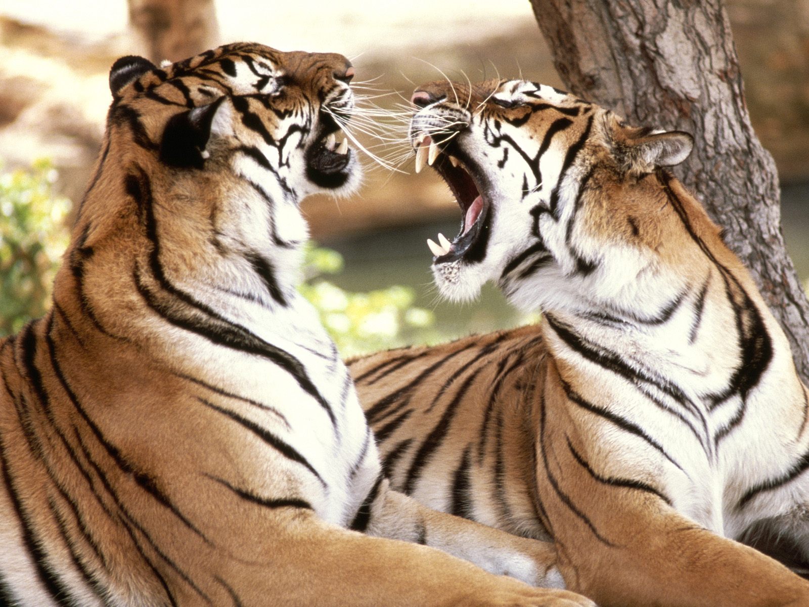 Fondo de pantalla tigres jugando