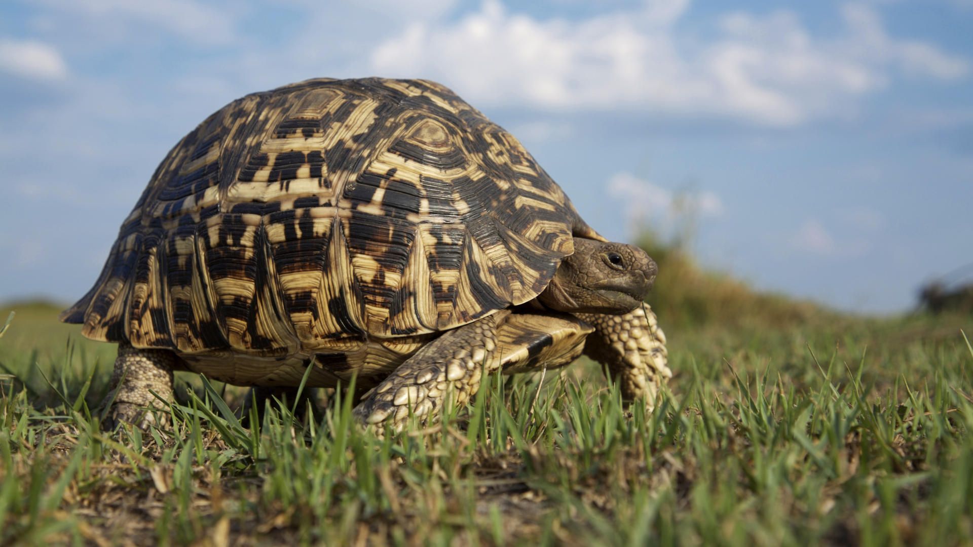 Fondo de pantalla tortuga gorda caminando
